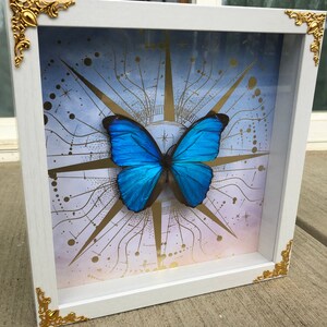 May include: A framed blue morpho butterfly specimen with a gold and white celestial design background.
