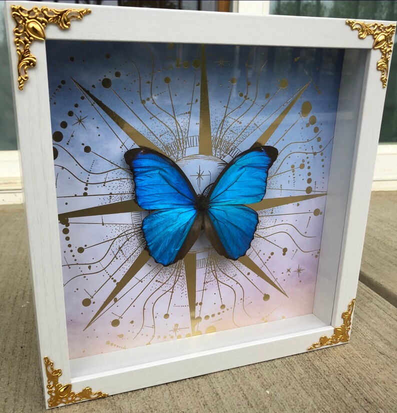 May include: A framed blue morpho butterfly specimen with a gold and white celestial design background.