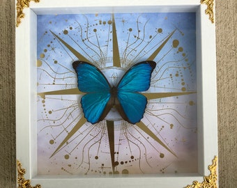 Blue Morpho Butterfly in Decorated Frame
