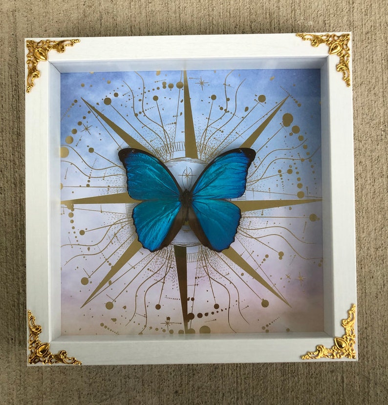 May include: A white frame with gold accents encloses a blue morpho butterfly mounted on a background of a celestial design with gold accents.