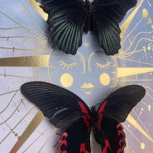 Celestial Twin Butterflies Shadow Box — Black & Scarlet Mounted Specimens Bild 3