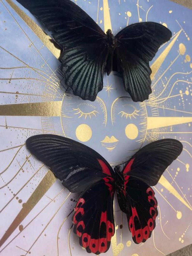 Celestial Twin Butterflies Shadow Box — Black & Scarlet Mounted Specimens Bild 3