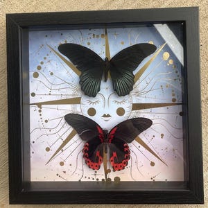 Celestial Twin Butterflies Shadow Box — Black & Scarlet Mounted Specimens Bild 1