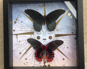 Celestial Twin Butterflies Shadow Box — Black & Scarlet Mounted Specimens