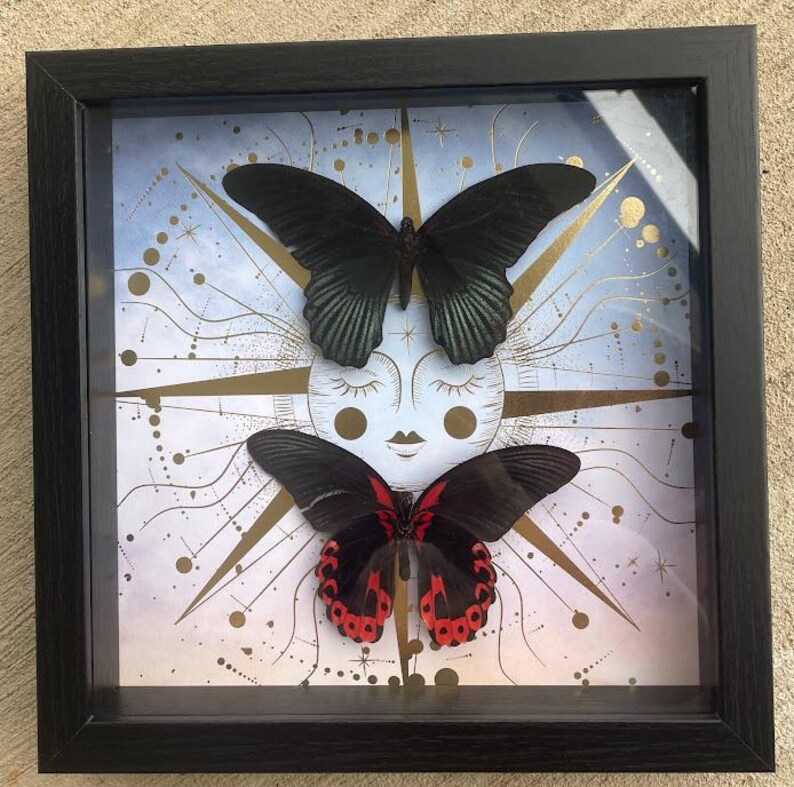 Celestial Twin Butterflies Shadow Box — Black & Scarlet Mounted Specimens Bild 1
