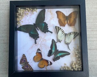Six Real Beautiful Butterflies Framed with Baby's Breath