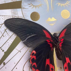 Celestial Twin Butterflies Shadow Box — Black & Scarlet Mounted Specimens Bild 5