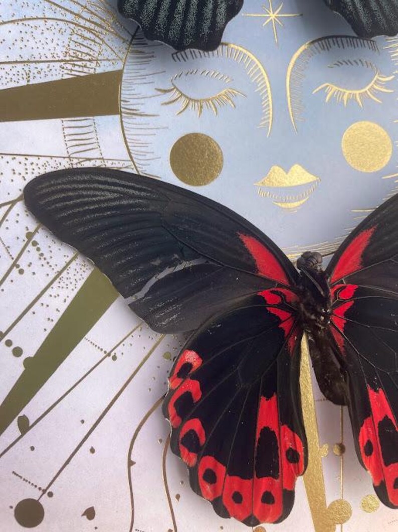 Celestial Twin Butterflies Shadow Box — Black & Scarlet Mounted Specimens Bild 5