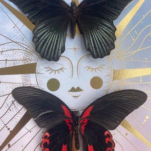 Celestial Twin Butterflies Shadow Box — Black & Scarlet Mounted Specimens Bild 2