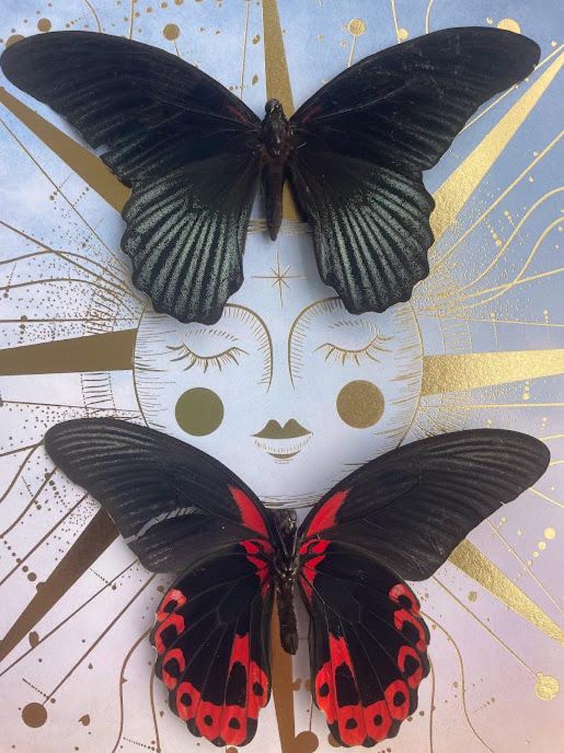 Celestial Twin Butterflies Shadow Box — Black & Scarlet Mounted Specimens Bild 2