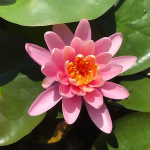 Nymphaea &quot;Firecrest&quot; Water Lily Pond Plant