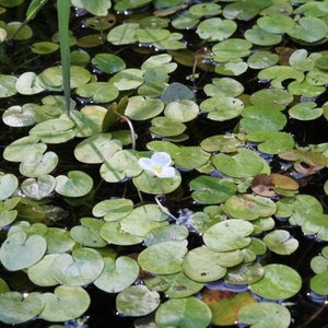 May include: A close-up of a pond surface covered in green lily pads. A single white flower with a yellow centre blooms in the centre of the image.