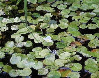 Hydrocharis morsus-ranae "Frogbit"