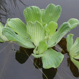 Water Lettuce OUTDOOR floating oxygenating pond plant