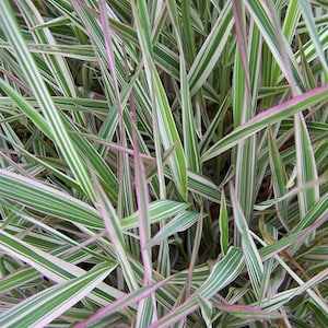 Philaris Arundinacea ‘Picta’