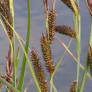 Carex Riparia