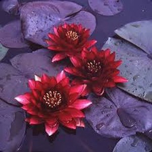 May include: Three deep red water lilies with yellow centres rest on a bed of large, purple lily pads. The petals of the flowers are fully open, displaying their intricate details. The water reflects the surrounding colours.