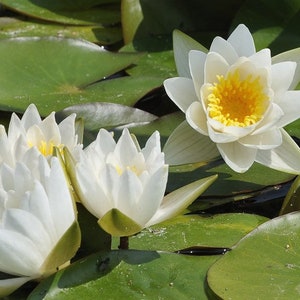 May include: Three white water lilies with yellow centres bloom on a bed of green lily pads.