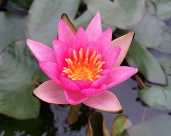 Nymphaea Pygmea Rubra Water Lily