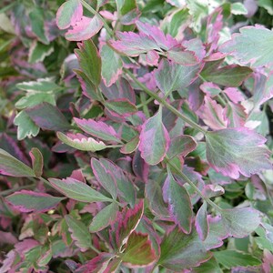 May include: Close-up of a leafy plant with green and pink leaves. The leaves have a variegated pattern with shades of green and pink.