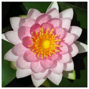 Nymphaea &quot;Gonnere Pink&quot; Premium Water Lily Pond Plant