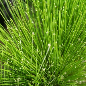 Scirpus Cernuus