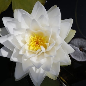 Nymphaea &quot;White Gonnere&quot; Premium Water Lily Pond Plant