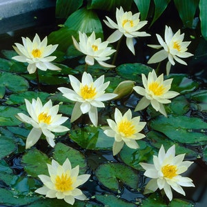 May include: A pond with multiple white water lilies with yellow centres. The lilies are in bloom and floating on the surface of the water.
