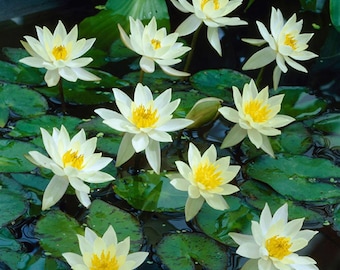 Nymphaea "Pygmaea Helvola" Water Lily Pond Plant