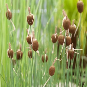 Typha Minima