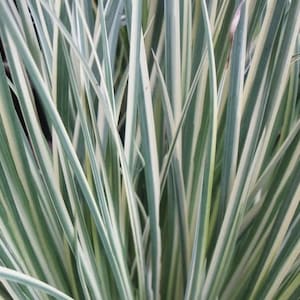 Acorus Gramineus