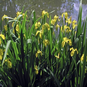 Iris Pseudacorus