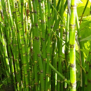 Equisetum Hyemale