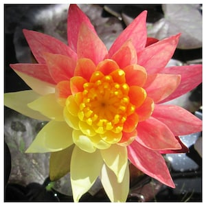 Nymphaea &quot;Wanvisa&quot; Premium Water Lily Pond Plant