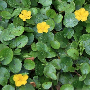 May include: A close-up of a patch of green leaves with yellow flowers. The leaves are round and have water droplets on them.