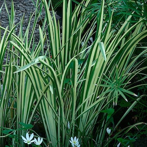 May include: A close-up of a clump of green and white striped ornamental grass. The grass is growing in a garden setting.