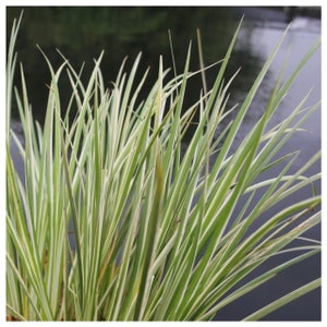 Acorus Gramineus Ogon