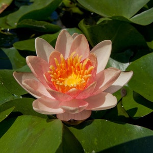 Nymphaea &quot;Indiana&quot; Dwarf Water Lily Pond Plant