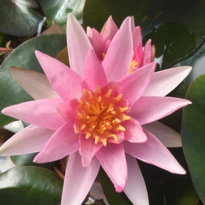 Nymphaea &quot;Amabalis&quot; Premium Water Lily Pond Plant