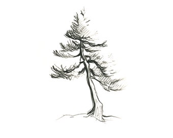 Pine Tree Sketch Digital Download, 8x10 Printable Wall Art