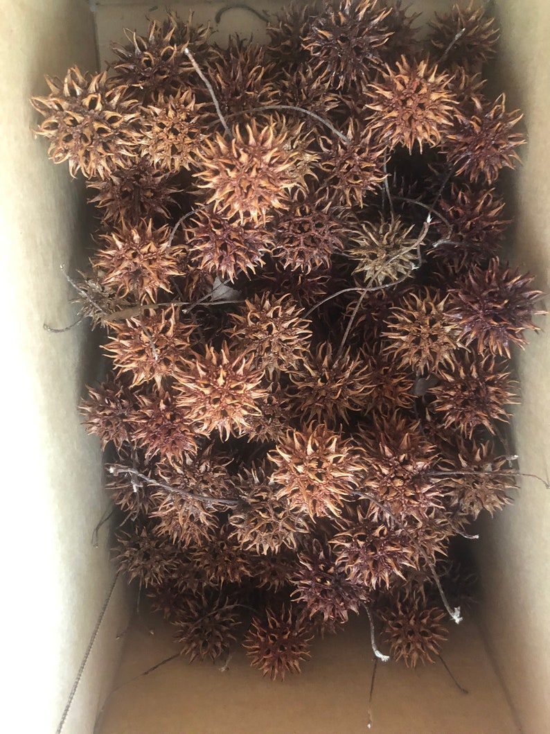 Sweet Gum Tree Balls Etsy