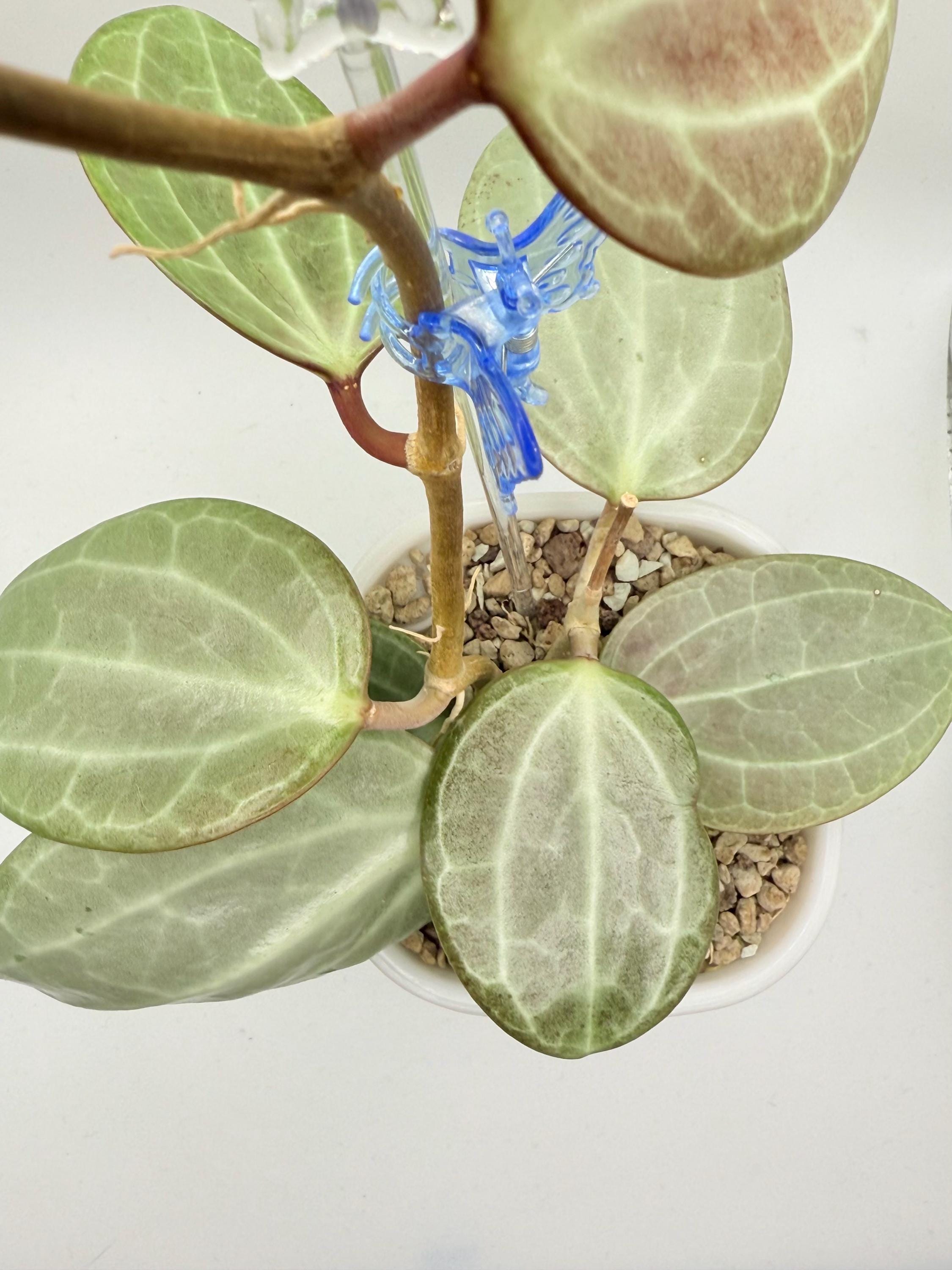 0901ホヤ ＊Hoya ＊ latifolia ＊silver＊ラティシルバー 0901ホヤ ＊Hoya ＊ latifolia ＊silver＊ラティシルバー ホヤ ラティ