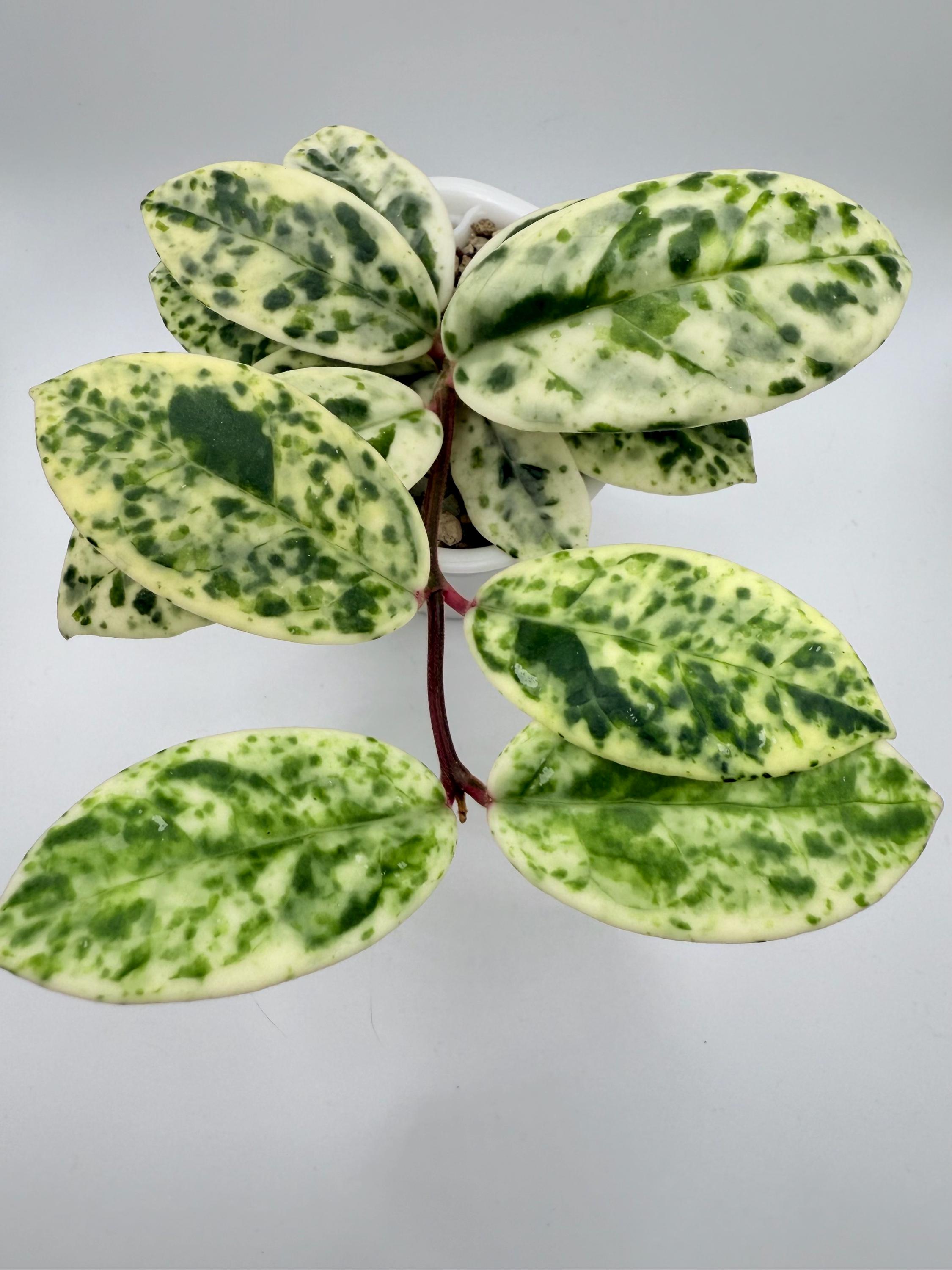 ホヤ　マダラ　snow angel Hoya Carnosa Madara 'Snow Angel' (HCMSA1) 🌱 – Next World