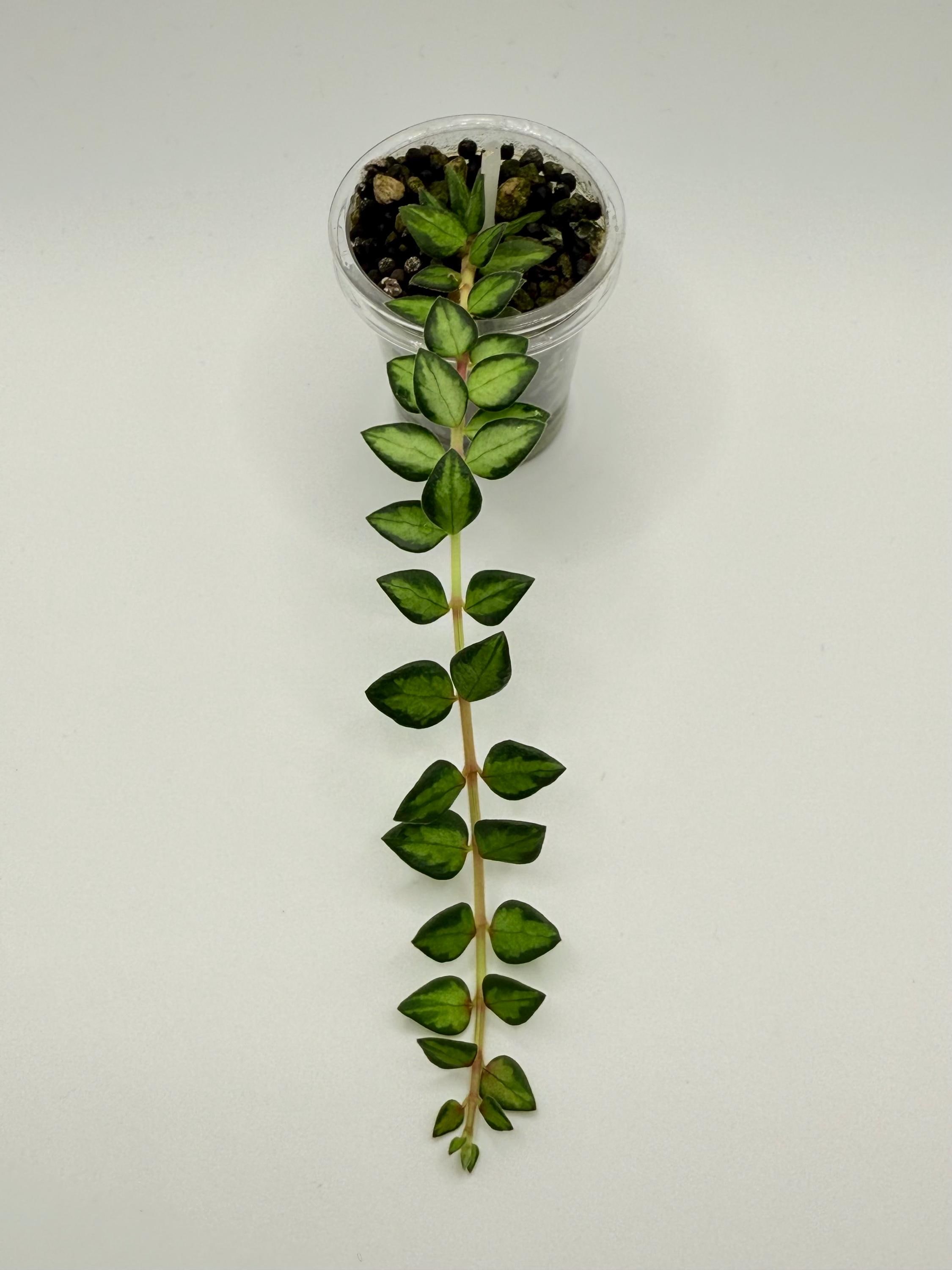 Hoya Chinghungensis Variegated*rooted* - Etsy