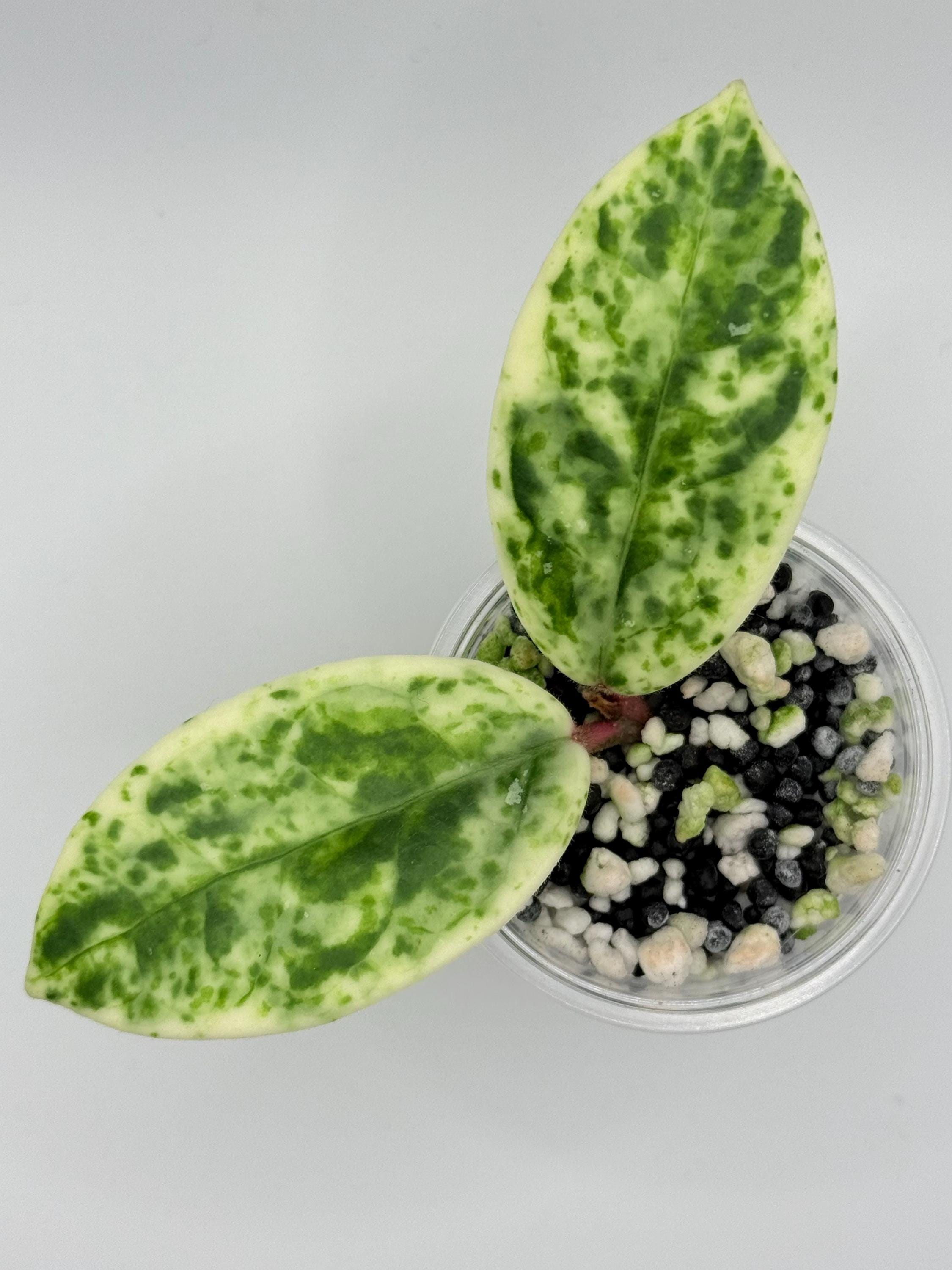 ホヤ　マダラ　 angel Hoya Carnosa Madara 'Snow Angel' (HCMSA1) 🌱 – Next World