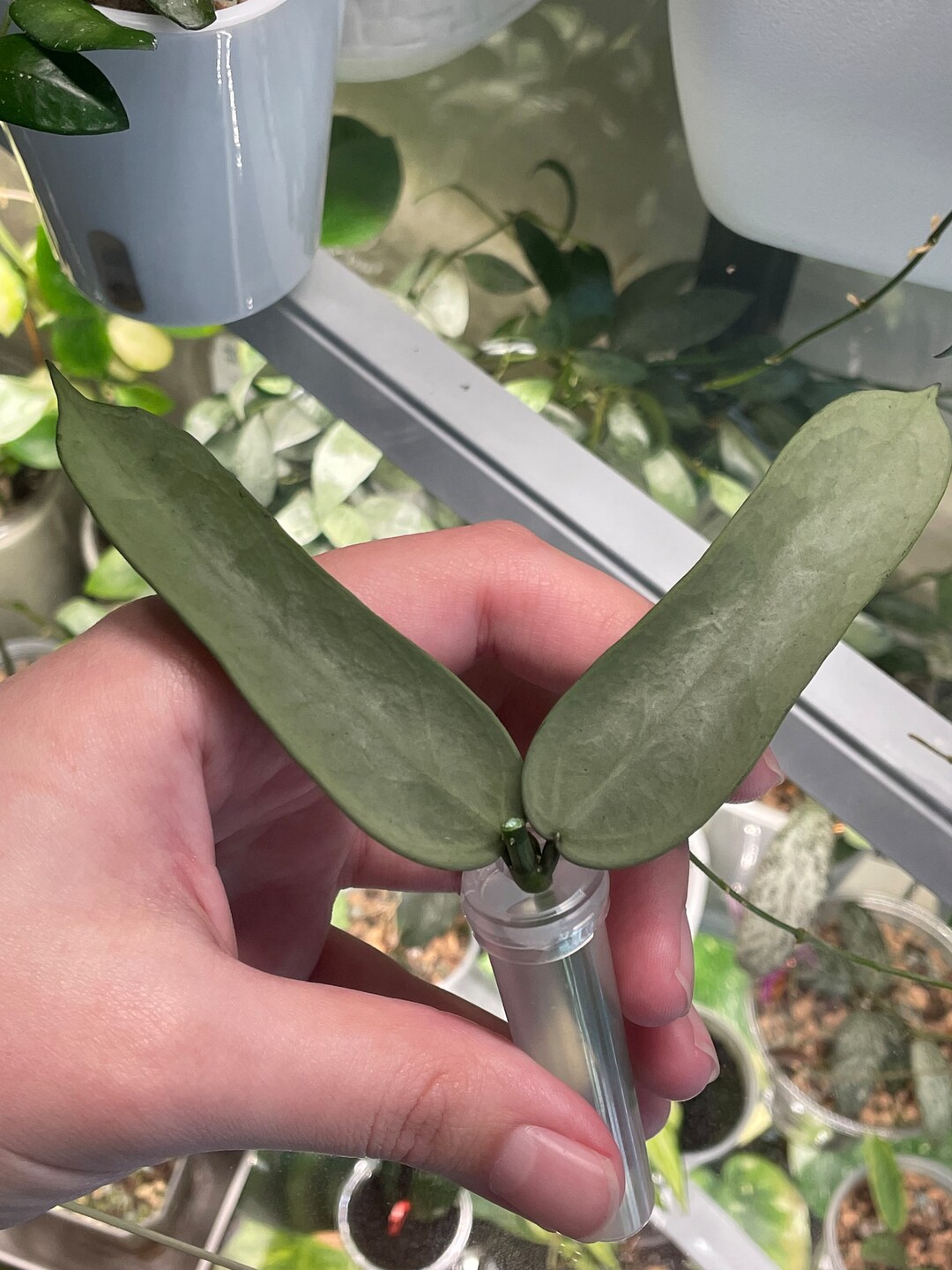 Hoya Pandurata Tsiang Silver W/ Water Roots Etsy