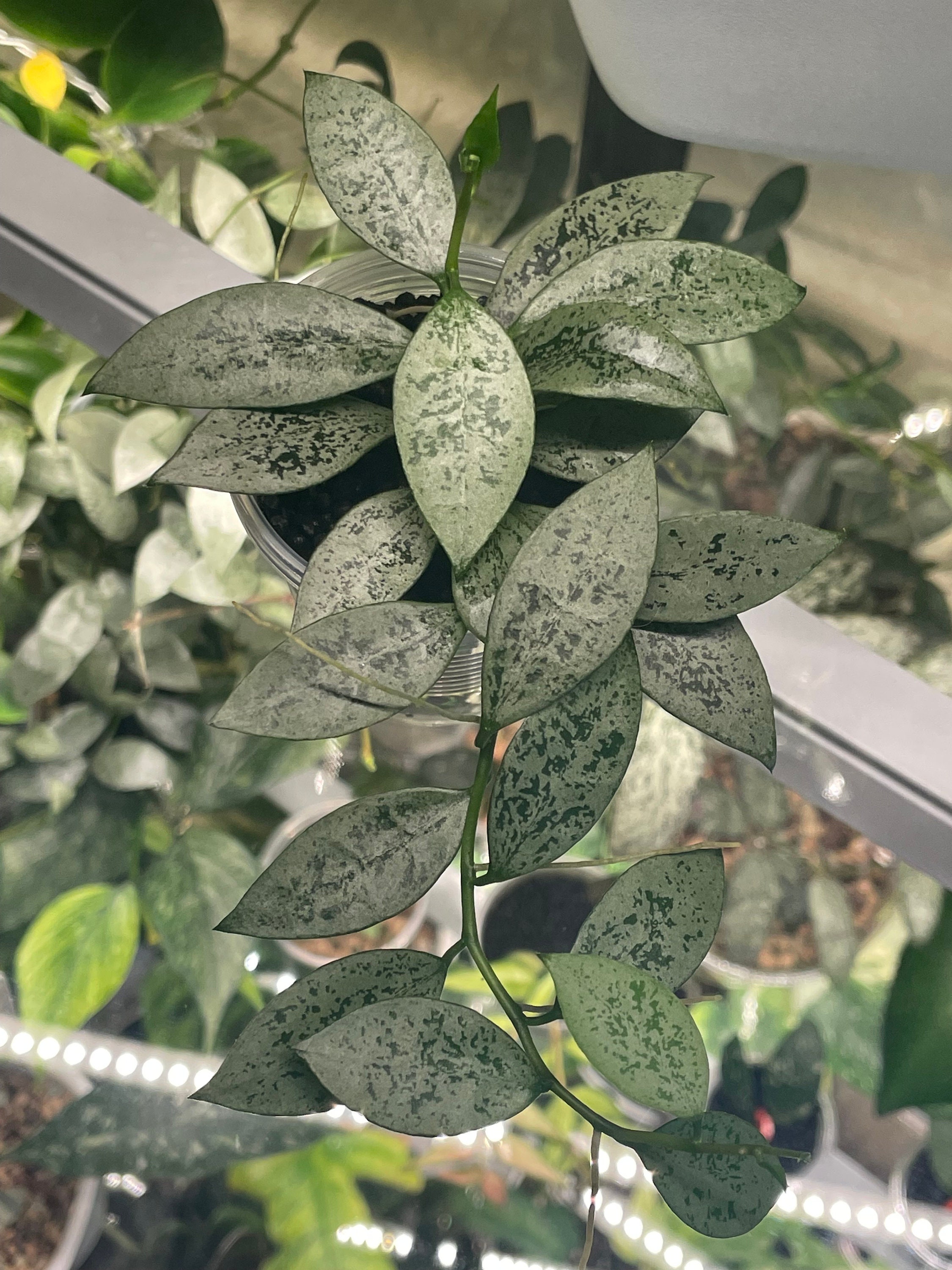 Hoya Lacunosa Leopard Skin Lightly Rooted - Etsy