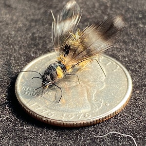Realistic Bumble Bee - (3) Hi-vis Dry Fly