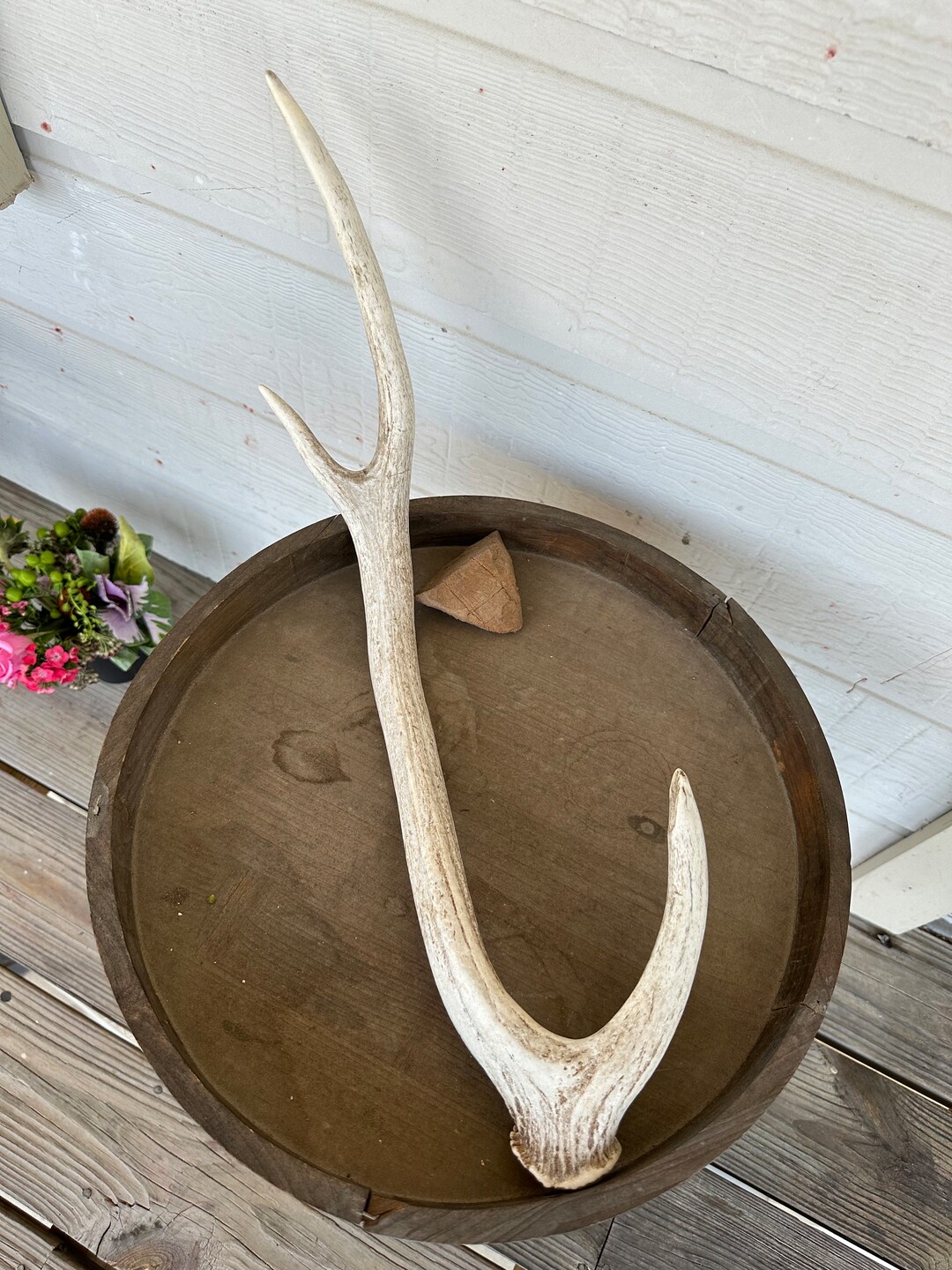 Large Axis Deer Shed Antler Etsy