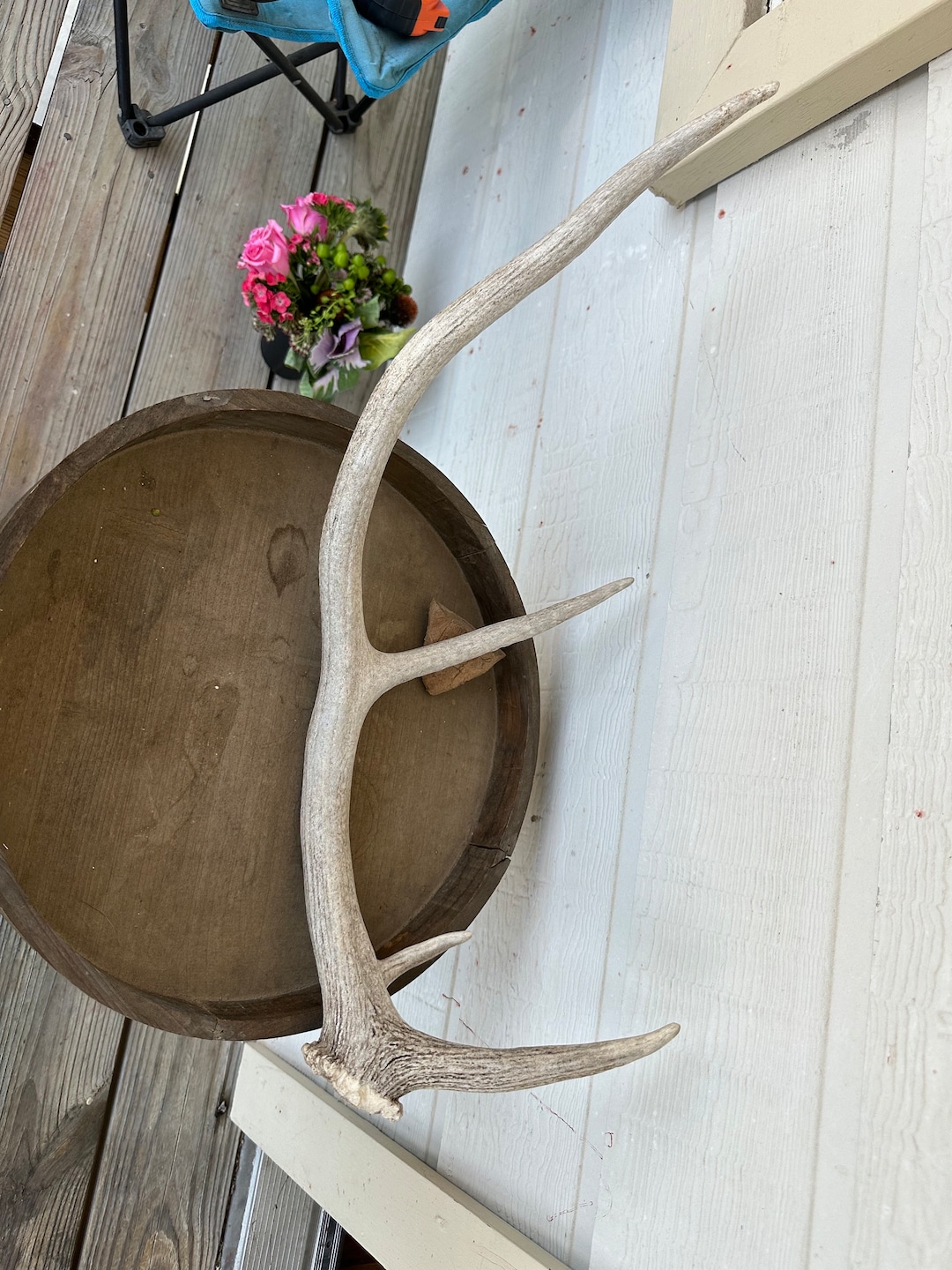Small Elk Rack Elk Antler Shed, Small - Etsy